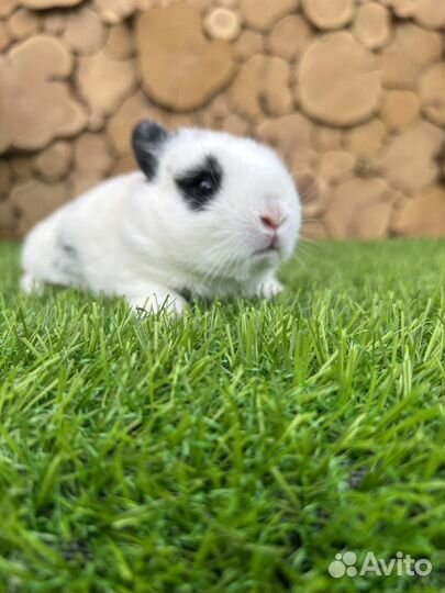 Большой выбор породистых декоративных кроликов