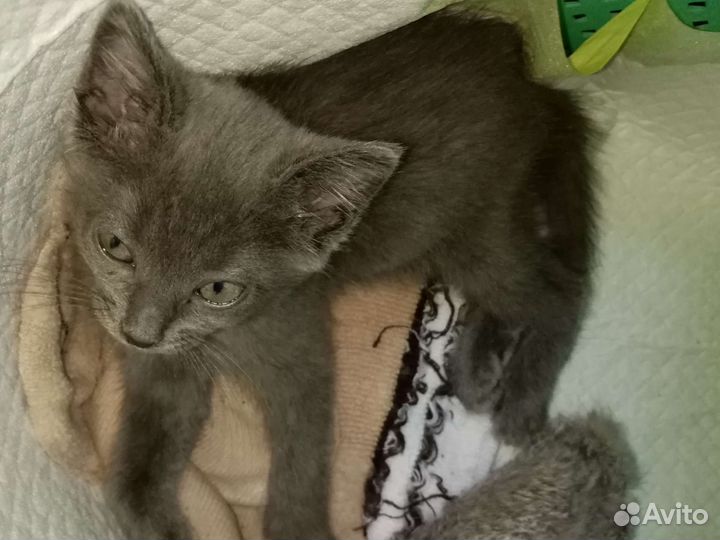 Кошка
