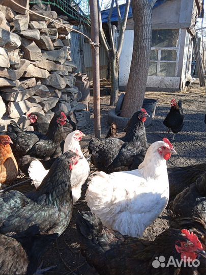 Инкубационное яйцо кур и гусей