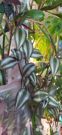 Хойя белла и сциндаптус золотистый