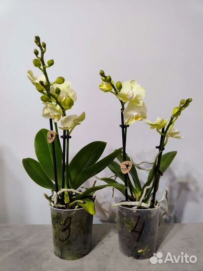 Орхидея фаленопсис Голден Стори