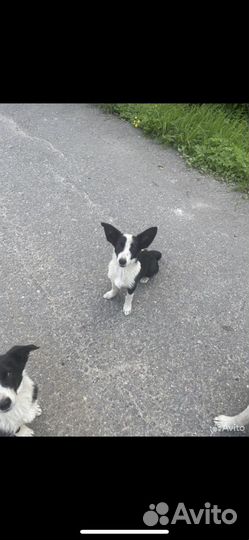 Бесплатно в хорошие руки