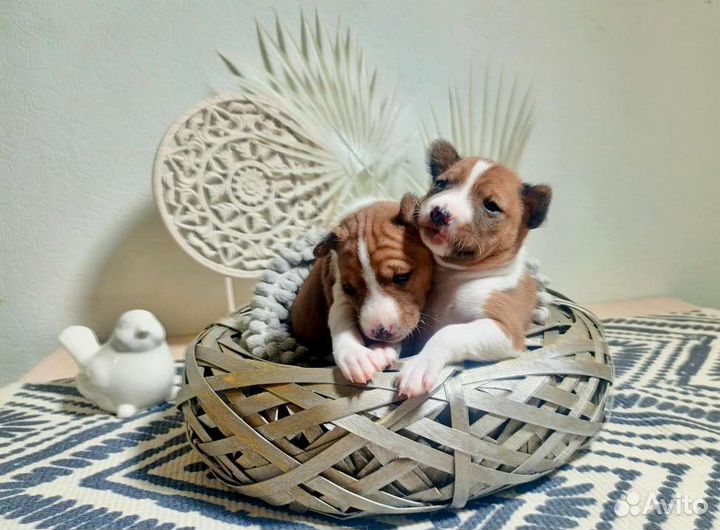 Щенки Басенджи