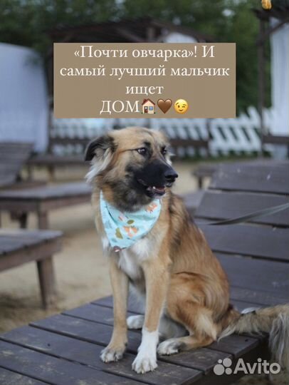 Щенок в добрые руки