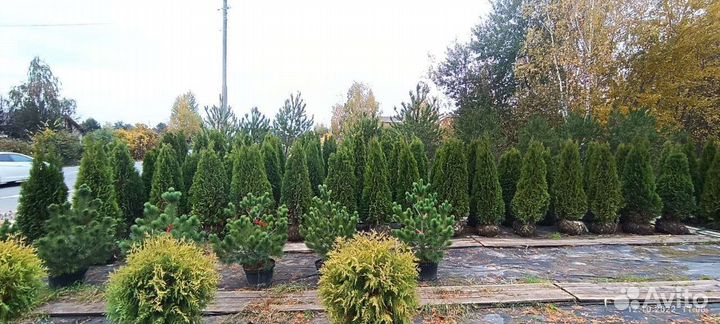 Туя Смарагд, Колумна, Брабант для изгороди