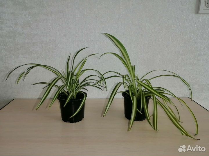 Хлорофитум