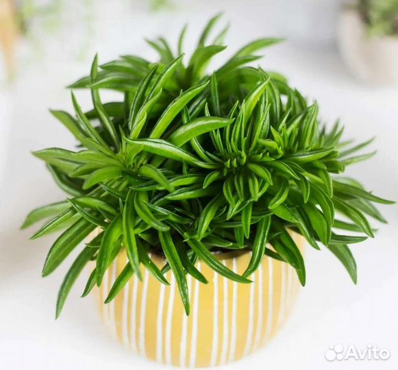 Пеперомия happy bean