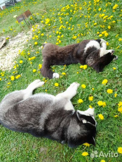 Щенок Хаски