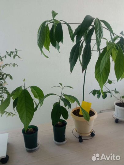 Авокадо дерево