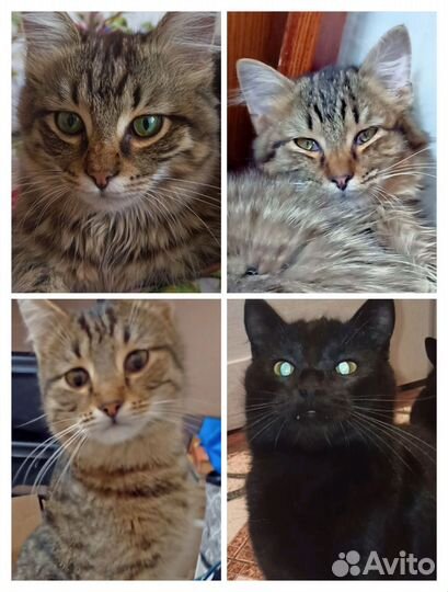 Пропали Четыре кота