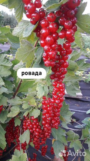 Саженцы красной смородины ровада