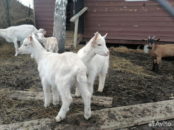 Козлята чехи и козочки обычные
