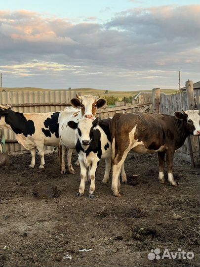 Продам оптом