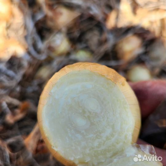 Лук на посадку опт