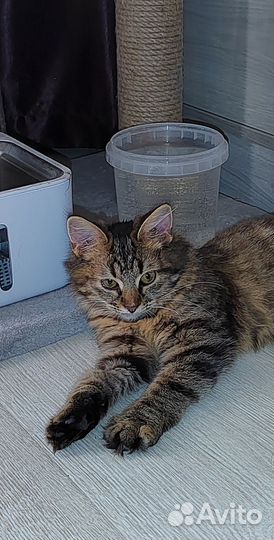 Стеша ласкуша