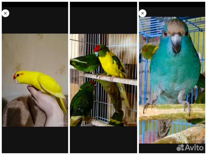 Попугай какарик, волнистые