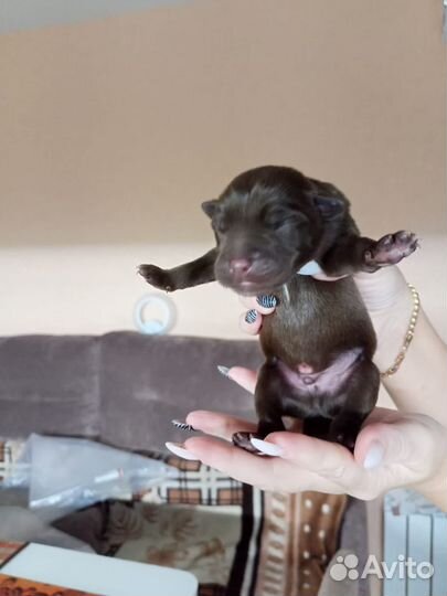 Щенки лабрадора