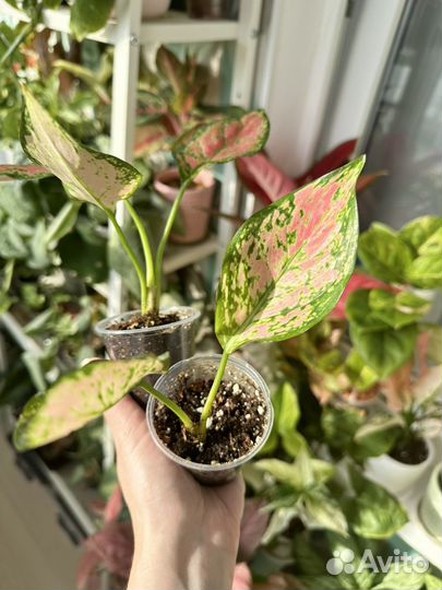 Аглаонема lam sam