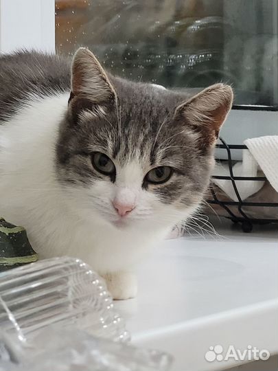 Кошка в надежную семью