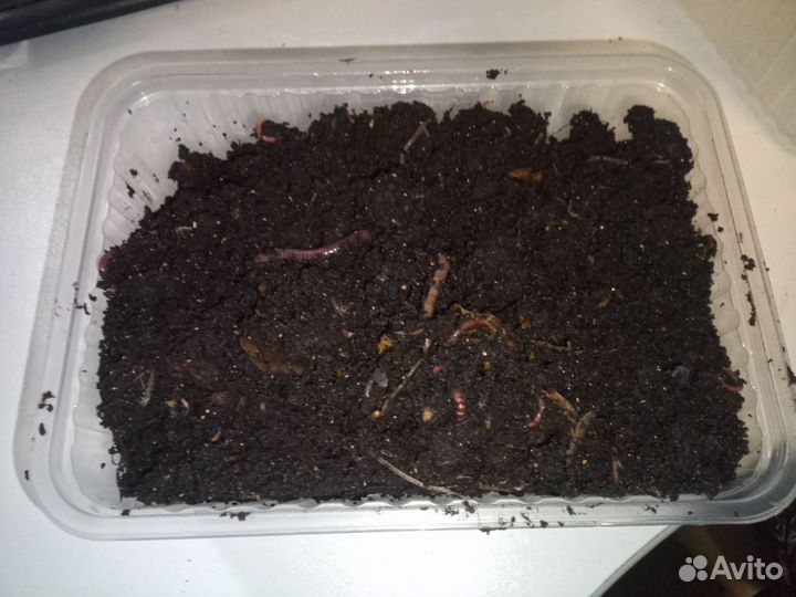 Червь Старатель в субстрате