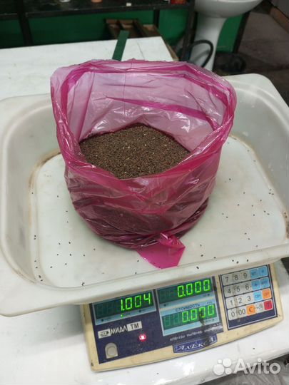 Семена фацелии