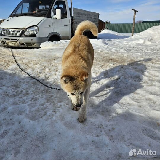 Добрая девочка акита ищет семью