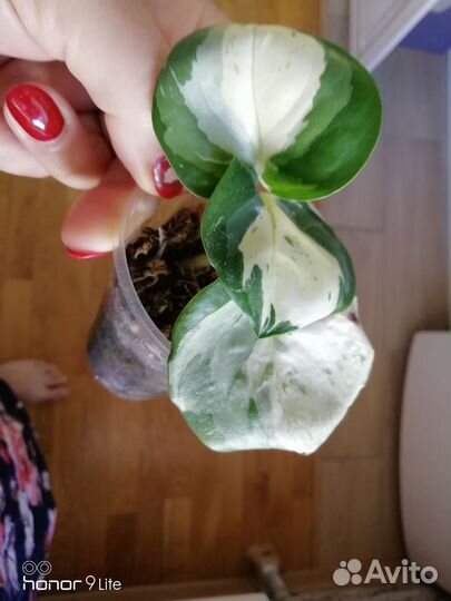 Сциндапсус эпипремнум хеппи лиф, варьегатный