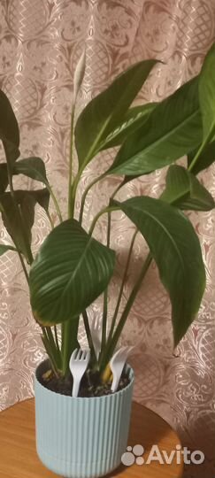 Спатифиллум