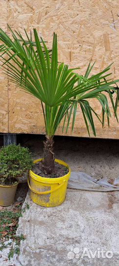 Пальма веерная