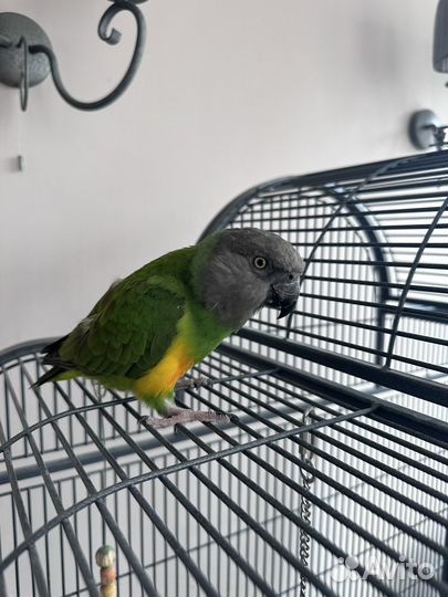 Сенегальский попугай