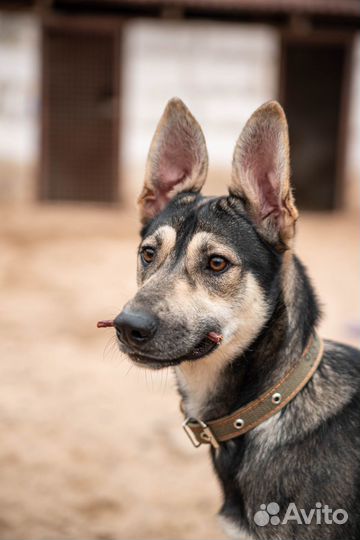 Джой ждёт свою семью