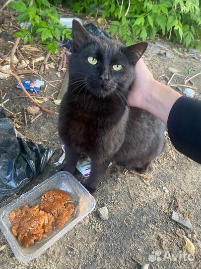 Кот выживает на помойке