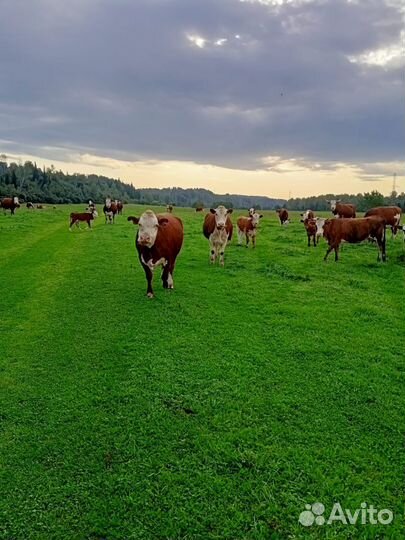 Коровы, быки на племя