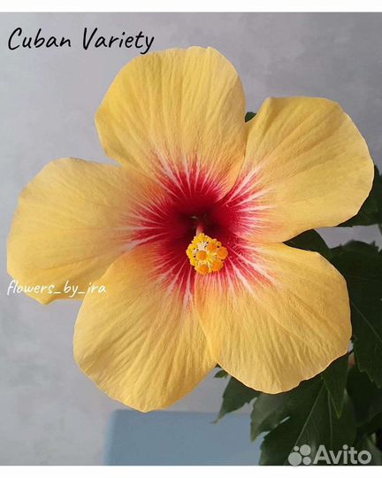 Гибискус комнатный