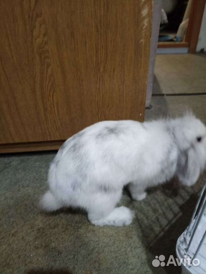 Декоративные кролики вислоухие