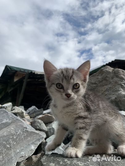 Отдам котенка в добрые руки бесплатно