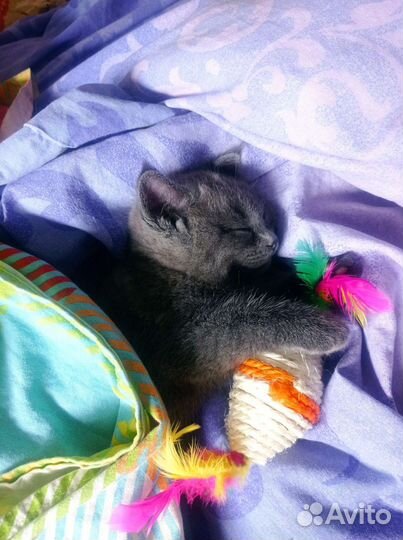 Котенок мальчик серый