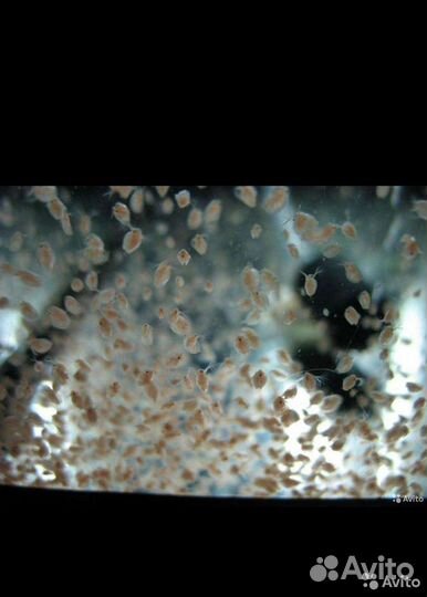 Дафния моина.инфузория,аулофорус,гриндаль,нематода