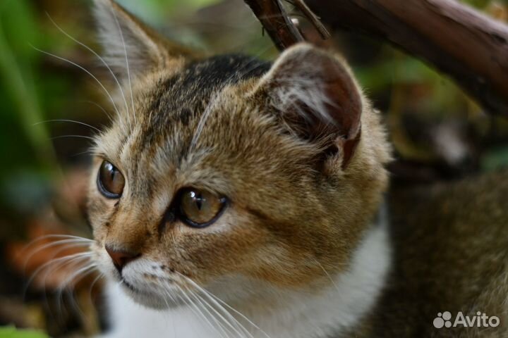 Роскошная кошка в добрые руки