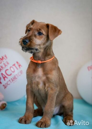 Щенки ирландского терьера