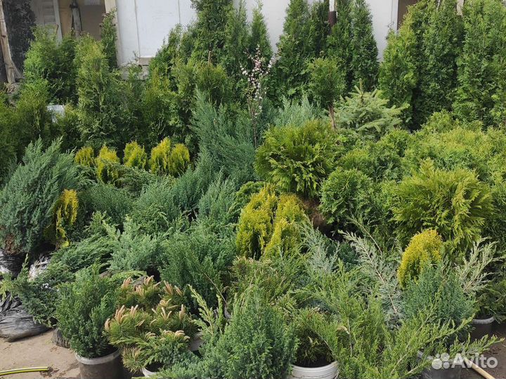 Туя западная крупномеры