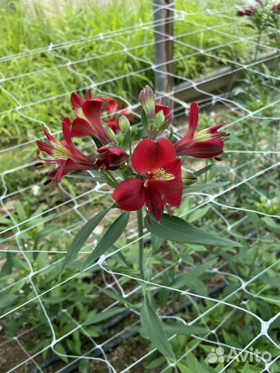 Альстромерия корни