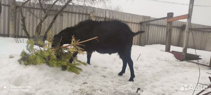 Козел Ламанча 100%
