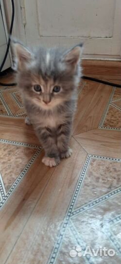 Котята мейн-кун