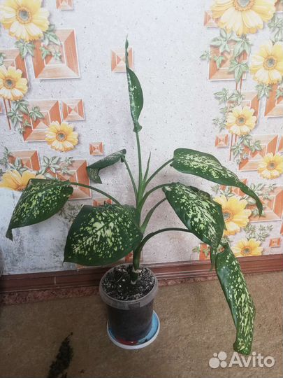 Диффенбахия