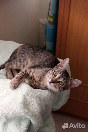 Серьёзная Масяня