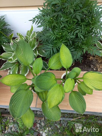 Хоста Жанет