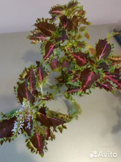 Пеларгония герань