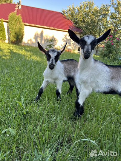 Козлята