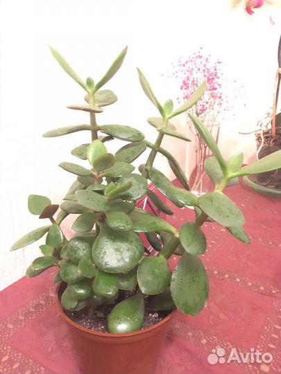 Крассула толстянка, денежное дерево